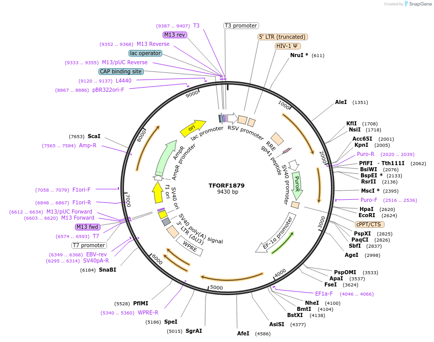 141880-plasmid-map-sequence-id-415057