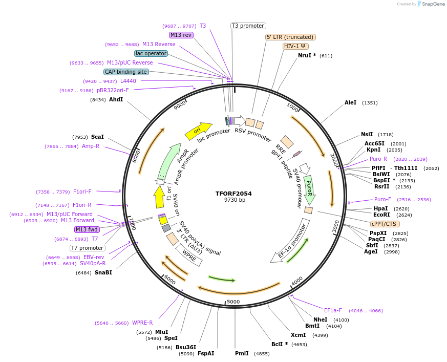 141896-plasmid-map-sequence-id-415066