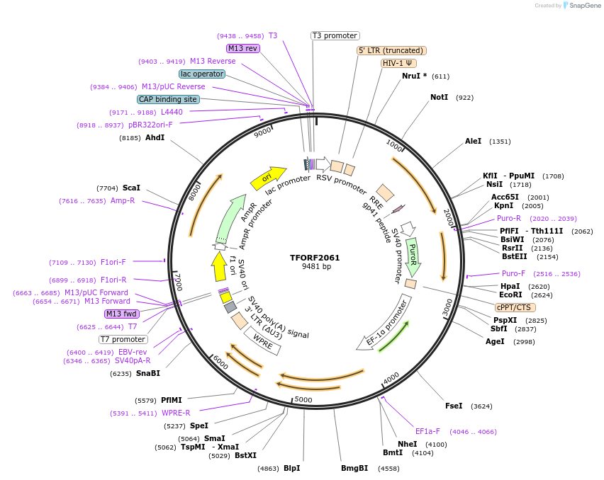 141900-plasmid-map-sequence-id-415069