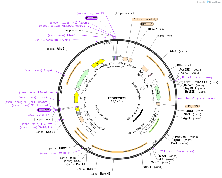 141904-plasmid-map-sequence-id-415070