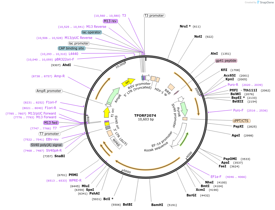 141907-plasmid-map-sequence-id-415072