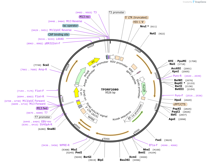 141912-plasmid-map-sequence-id-415073