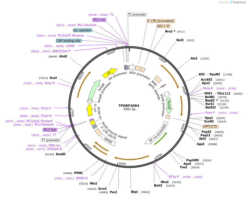 141917-plasmid-map-sequence-id-415075