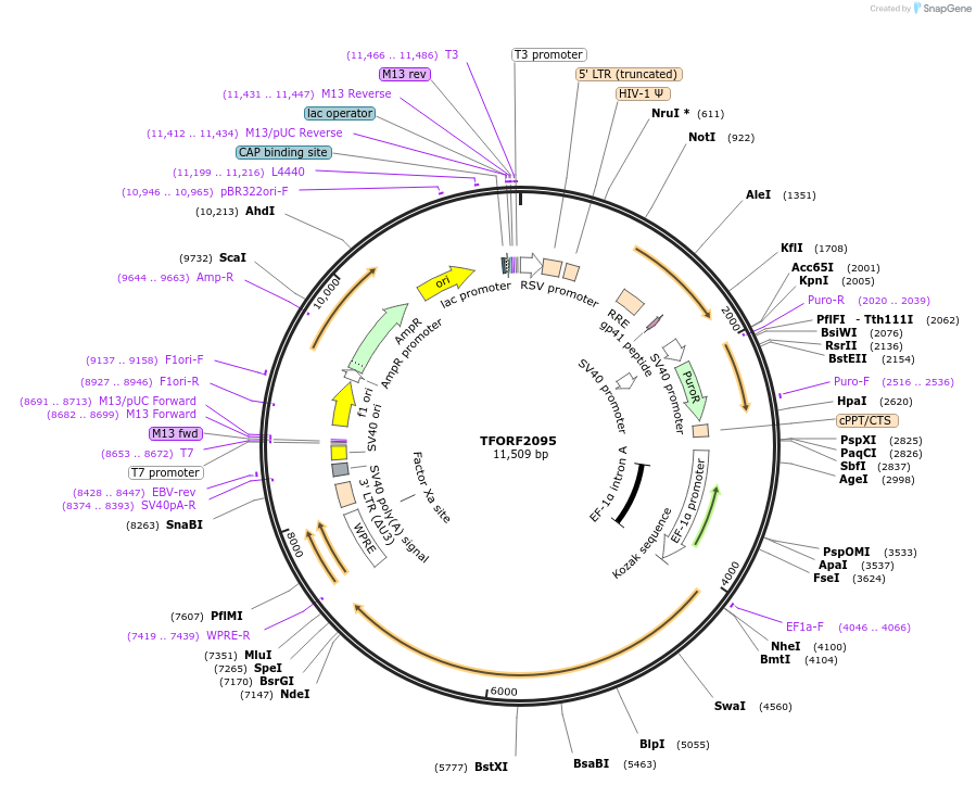 141918-plasmid-map-sequence-id-415076