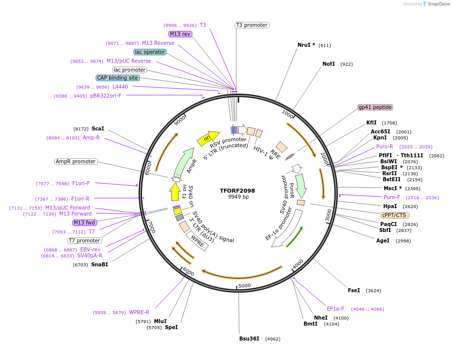 141921-plasmid-map-sequence-id-415078