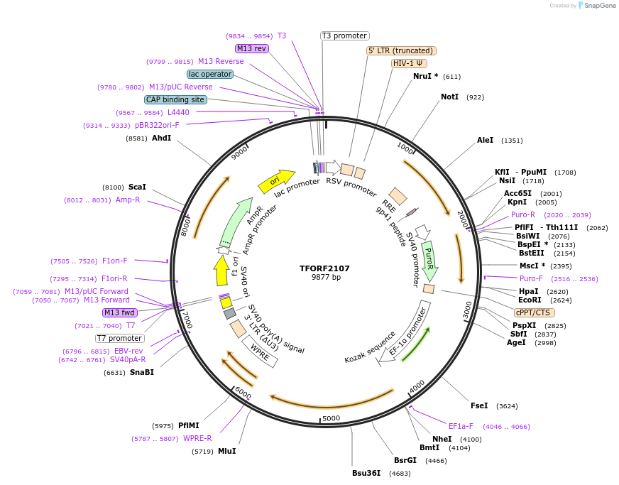 141926-plasmid-map-sequence-id-415081