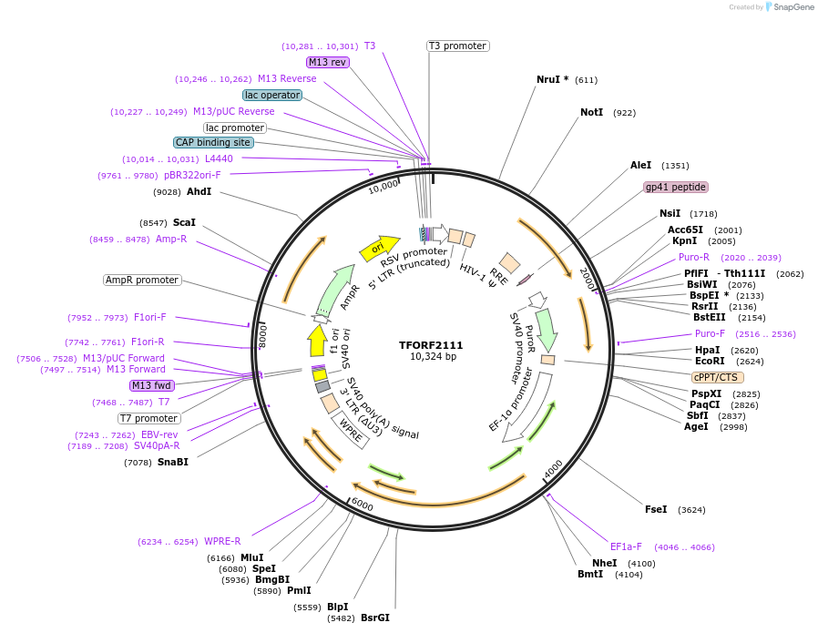 141928-plasmid-map-sequence-id-415082