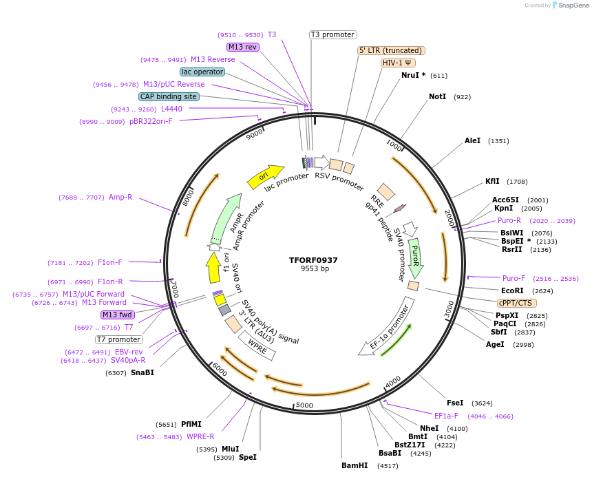 141760-plasmid-map-sequence-id-415095