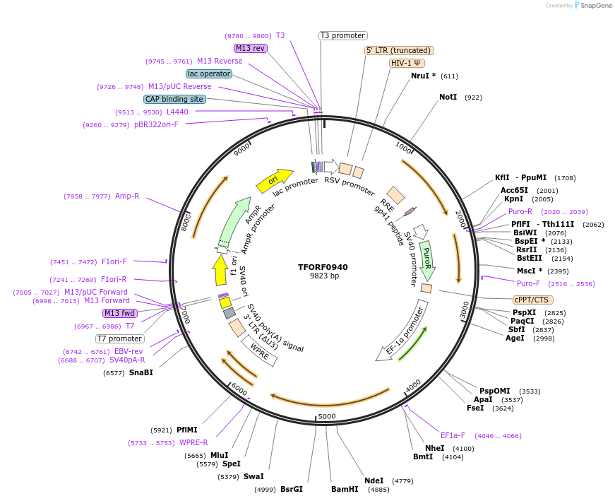 141761-plasmid-map-sequence-id-415096