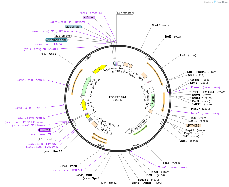 141762-plasmid-map-sequence-id-415097