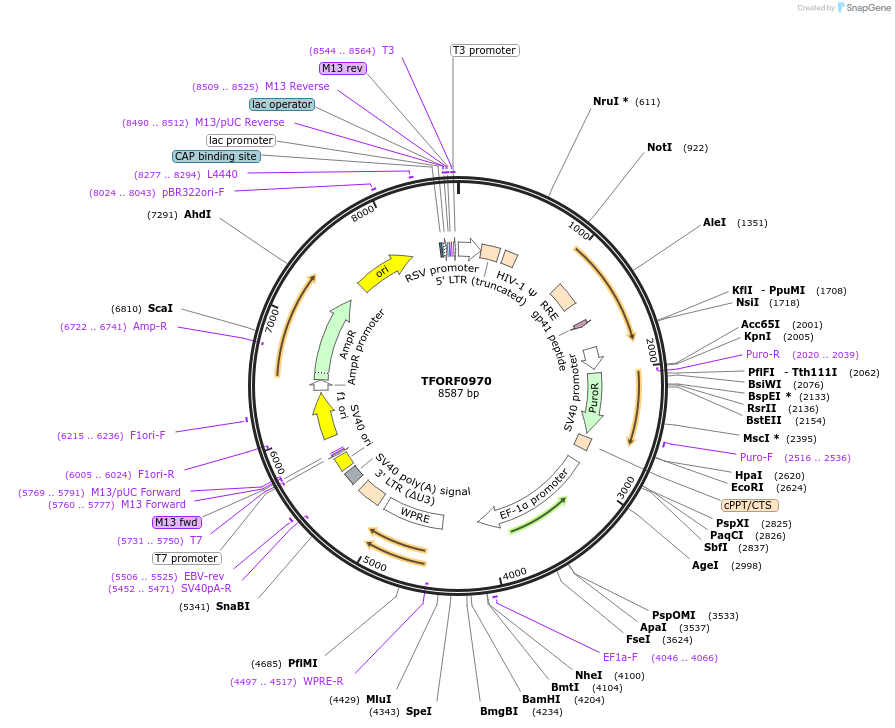 141771-plasmid-map-sequence-id-415101