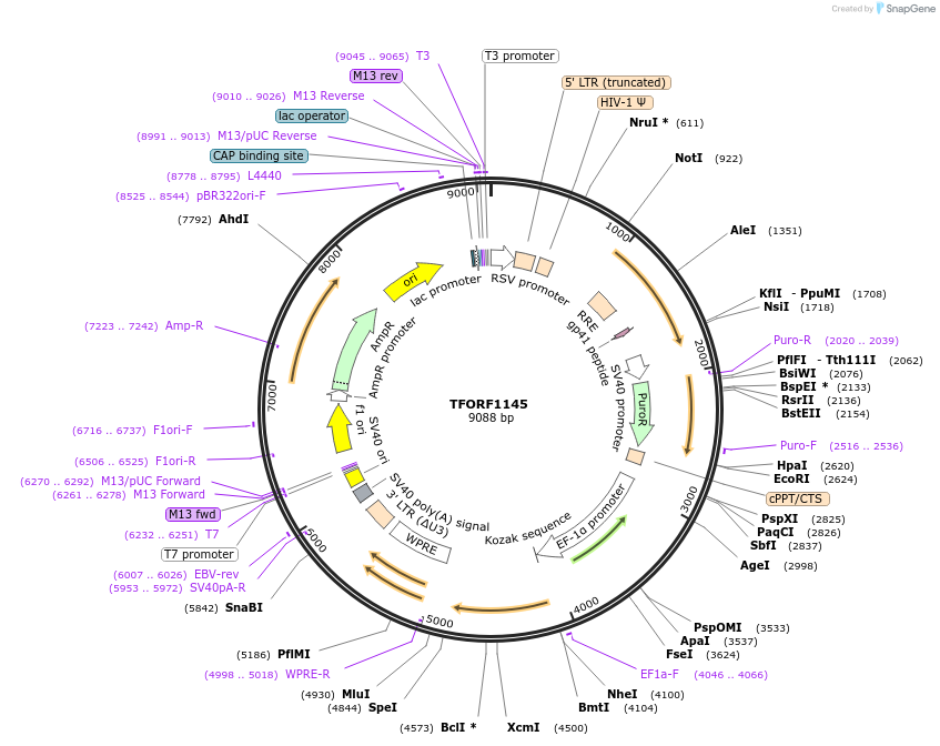 141799-plasmid-map-sequence-id-415117