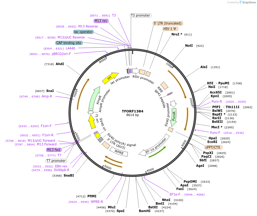141829-plasmid-map-sequence-id-415125