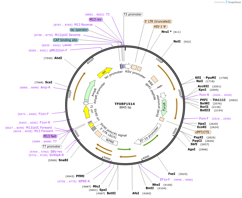 141830-plasmid-map-sequence-id-415126