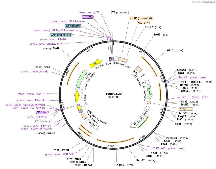 141833-plasmid-map-sequence-id-415128