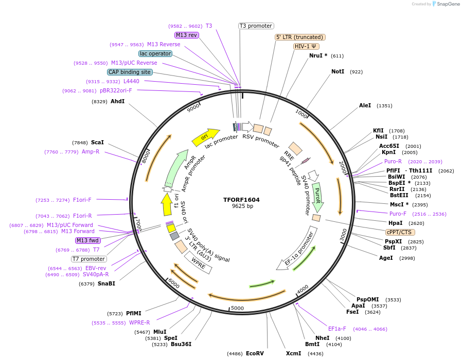 141847-plasmid-map-sequence-id-415138