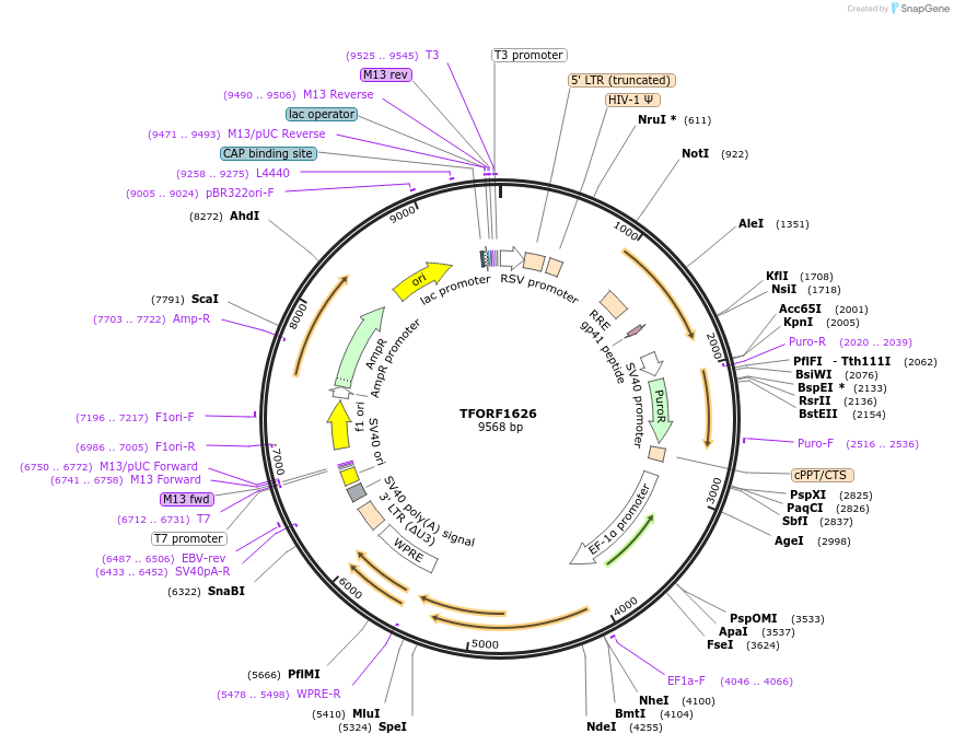 141852-plasmid-map-sequence-id-415142