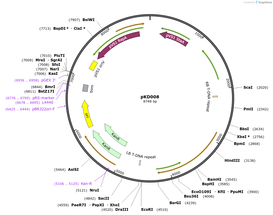 207945-plasmid-map-sequence-id-415151
