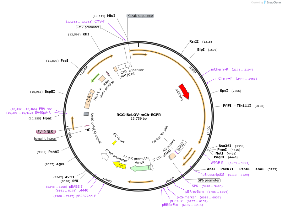 208280-plasmid-map-sequence-id-415154