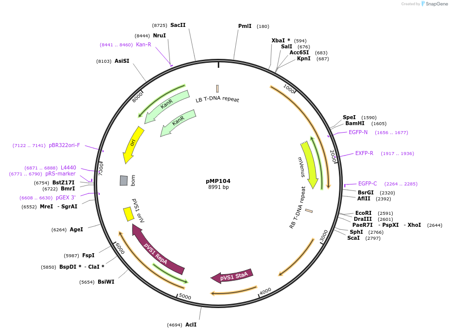 207926-plasmid-map-sequence-id-415155
