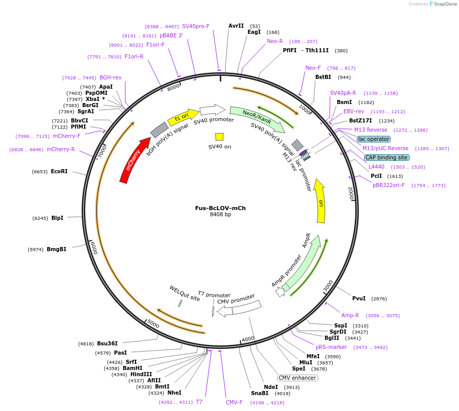208277-plasmid-map-sequence-id-415156