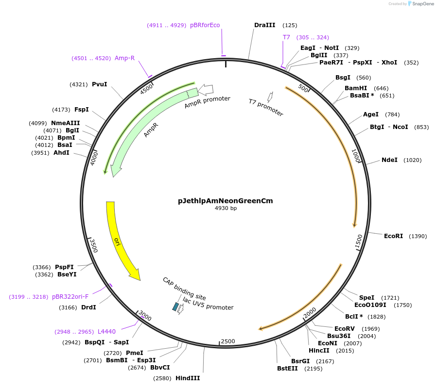 206814-plasmid-map-sequence-id-415190