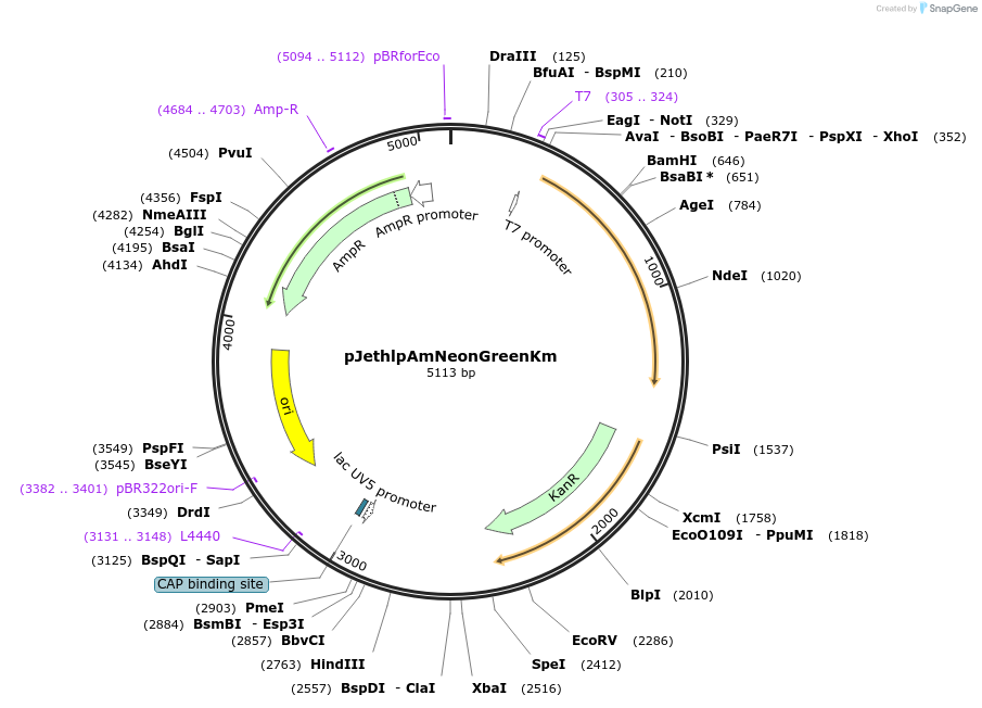 206816-plasmid-map-sequence-id-415196