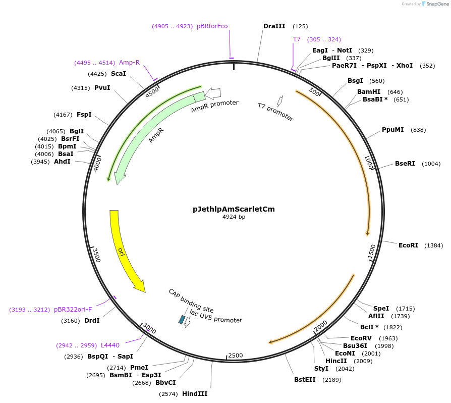 206818-plasmid-map-sequence-id-415199