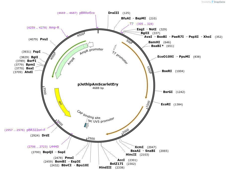 206819-plasmid-map-sequence-id-415203