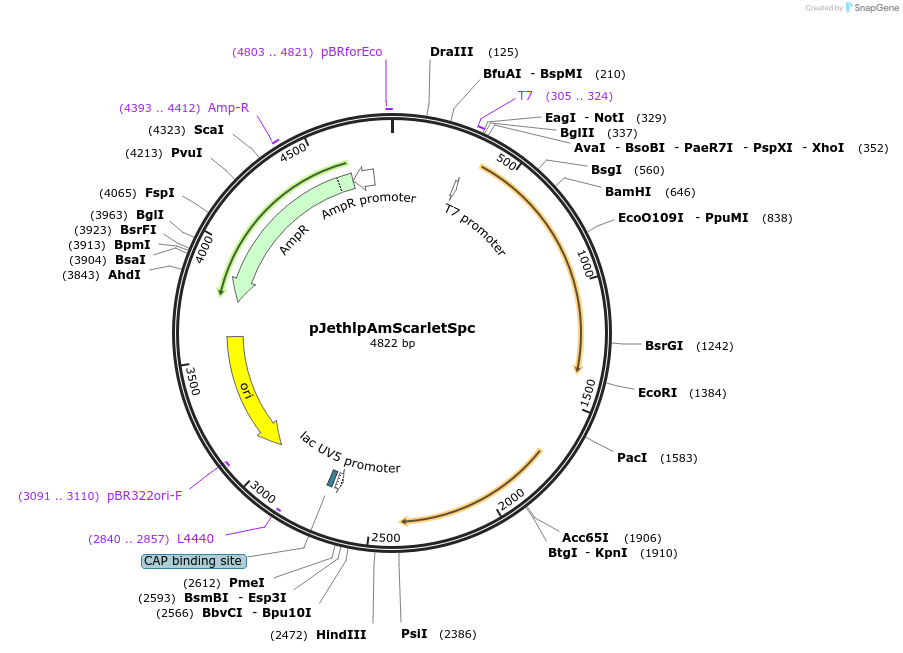 206821-plasmid-map-sequence-id-415308
