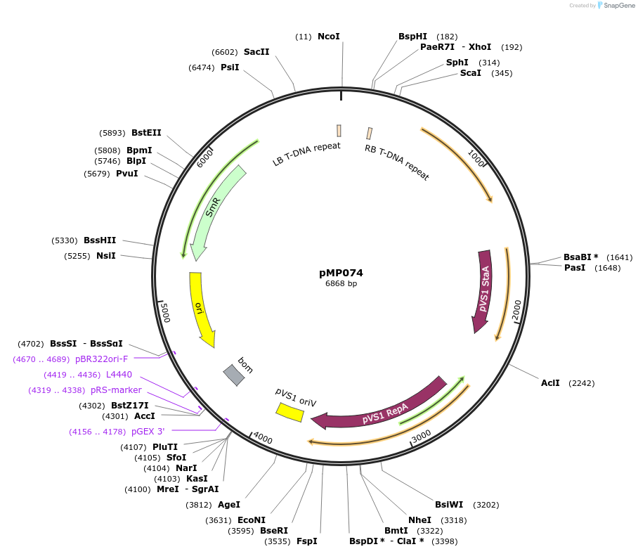 207951-plasmid-map-sequence-id-415310