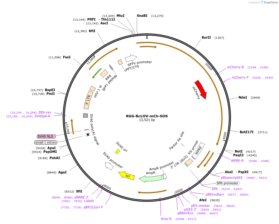 208278-plasmid-map-sequence-id-415313