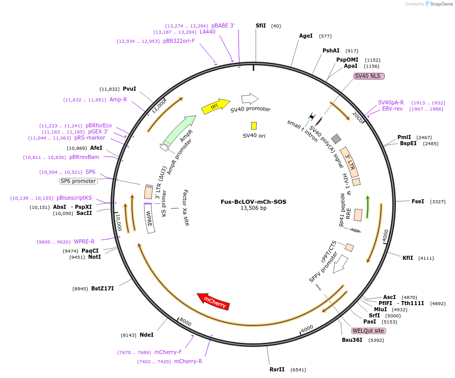 208275-plasmid-map-sequence-id-415314