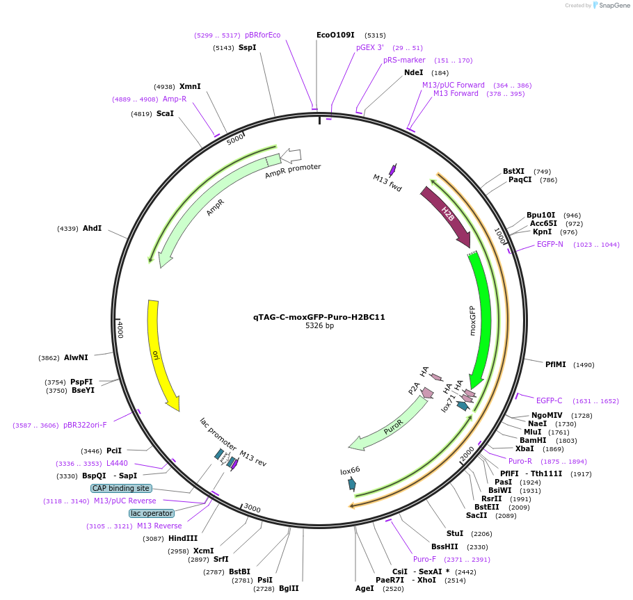 207758-plasmid-map-sequence-id-415316