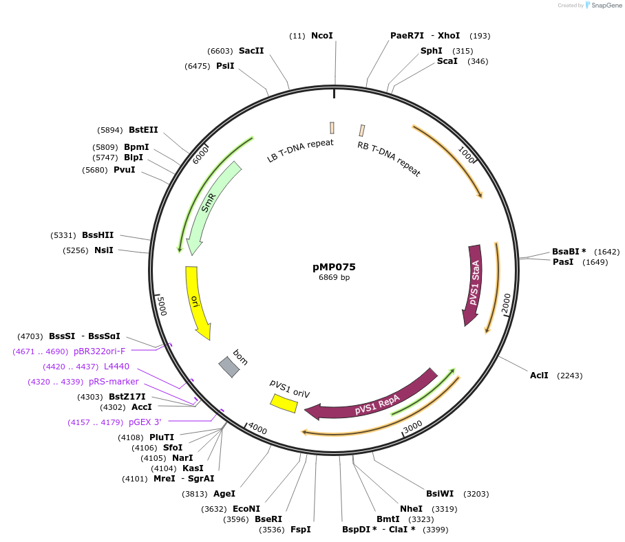 207952-plasmid-map-sequence-id-415320