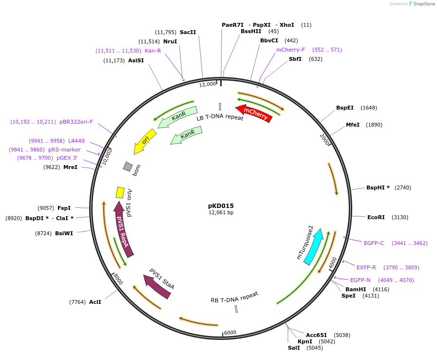 207934-plasmid-map-sequence-id-415341