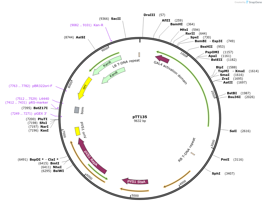 207924-plasmid-map-sequence-id-415346