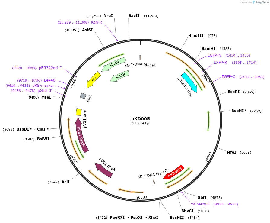 207936-plasmid-map-sequence-id-415347