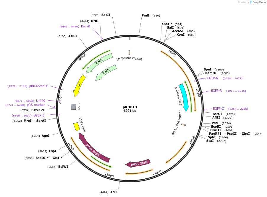 207931-plasmid-map-sequence-id-415348
