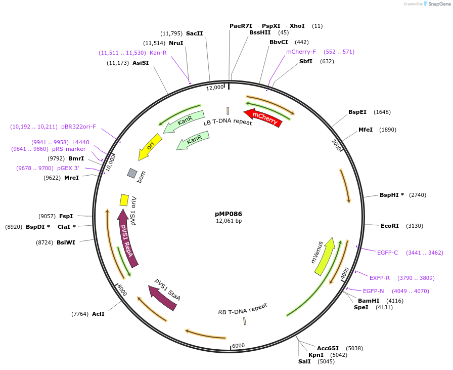 207930-plasmid-map-sequence-id-415349