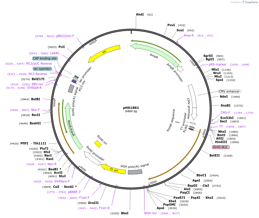 205974-plasmid-map-sequence-id-415368
