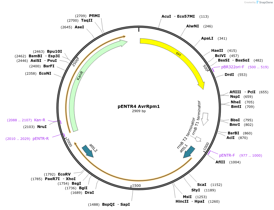 209185-plasmid-map-sequence-id-415369