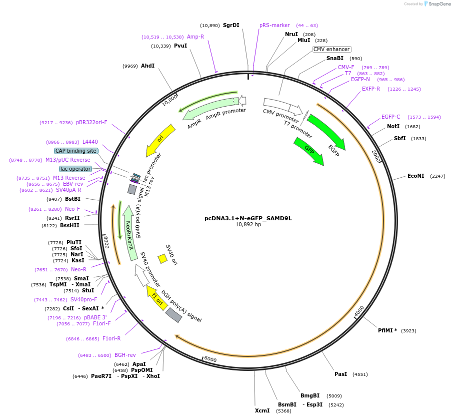 206173-plasmid-map-sequence-id-415377