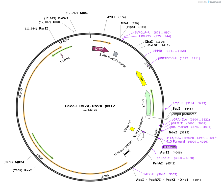 206112-plasmid-map-sequence-id-415380