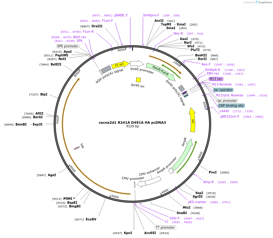 206109-plasmid-map-sequence-id-415382