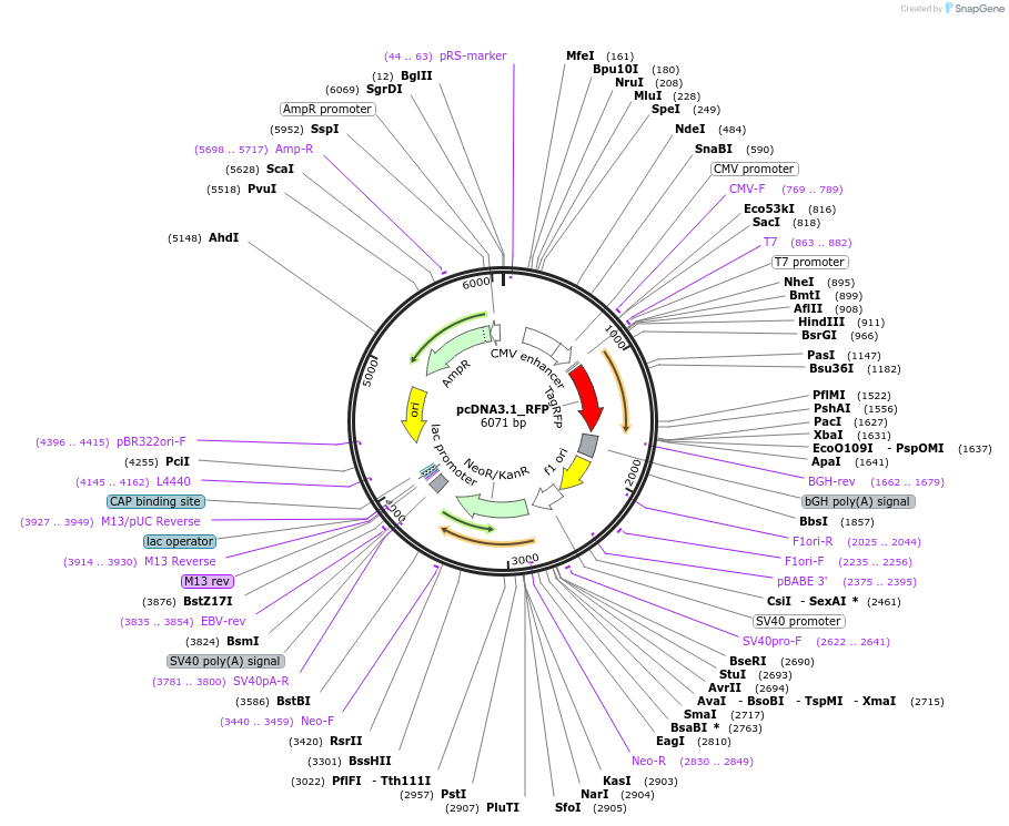 206177-plasmid-map-sequence-id-415383