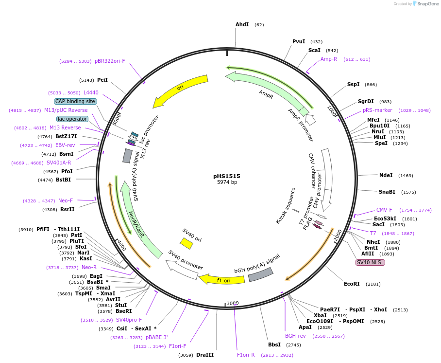 205978-plasmid-map-sequence-id-415384