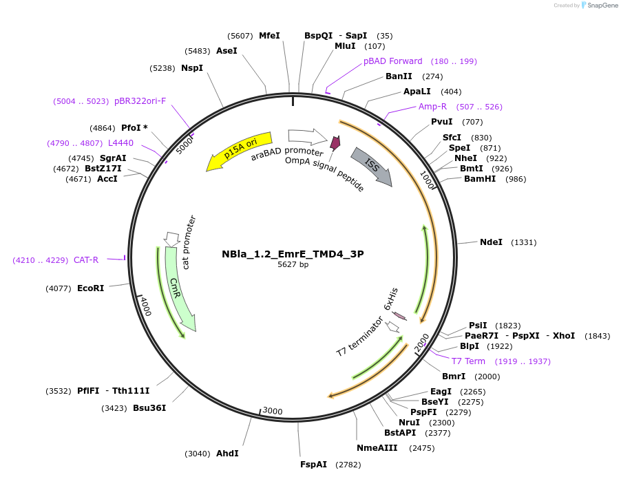 207846-plasmid-map-sequence-id-415390