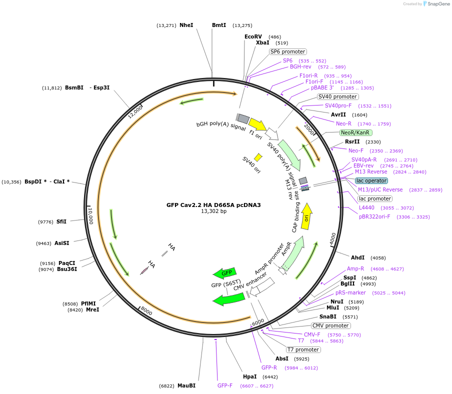 206113-plasmid-map-sequence-id-415392