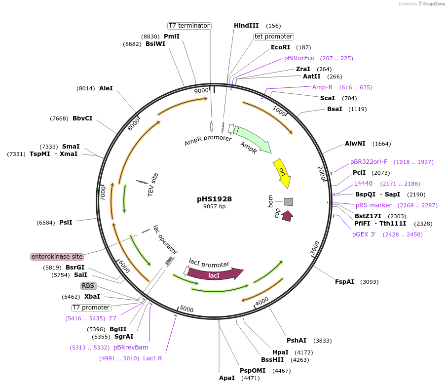 205967-plasmid-map-sequence-id-415395